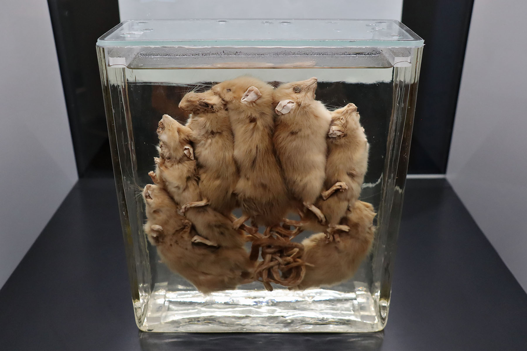 Pestausstellung Herne - Rattenkönig