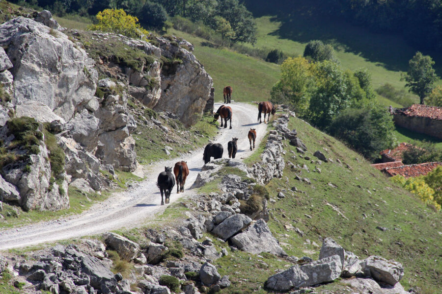 Picos de Europa - Wildpferde